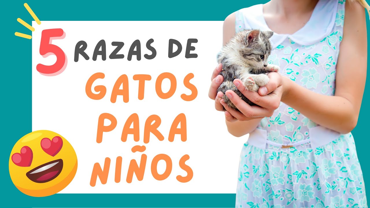 😻 RAZAS de GATOS para NIÑOS (5 Especies Muy Cariñosas) 😍 - YouTube