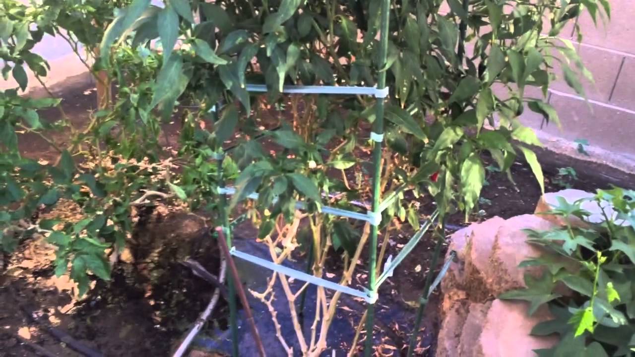 Winter grass in Yuma AZ YouTube