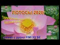 Лотосы 2020 Приморский край Спасский район #лотосыКомарова