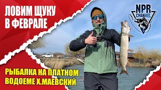 Ловим щуку в Феврале ! Рыбалка на платном водоеме х. Маевский!