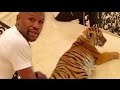 Floyd Mayweather "Gets Dragged Around By $2M Tiger In Moscow"