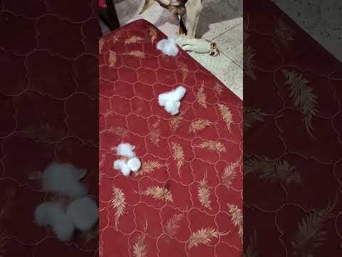dog tearing toy|