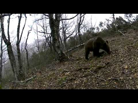 El oso Beato mantiene su buena adaptaci&oacute;n a la vida en libertad