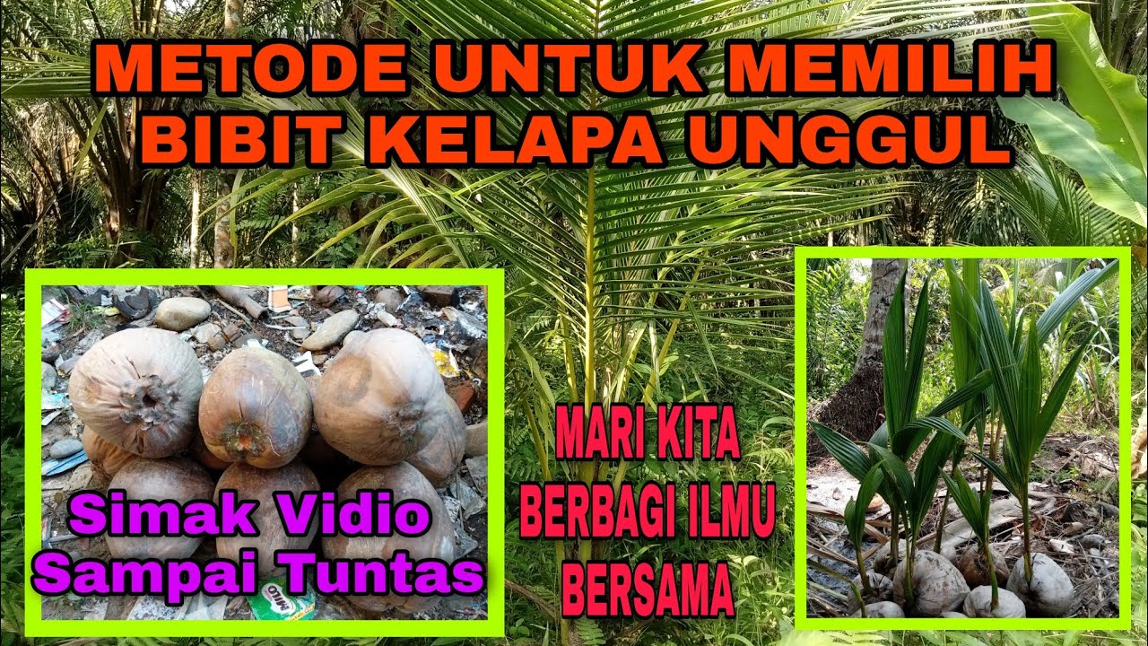 METODE MEMILIH BIBIT KELAPA UNGGUL ⭕ ALHAMDULILLAH 💯% TERBUKTI MANTAP ‼️