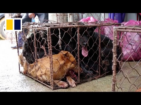 South korea to outlaw dog meat consumption