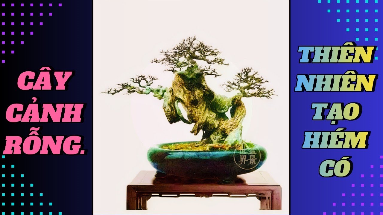 CHIÊM NGƯỠNG NHỮNG TÁC PHẨM CÂY CẢNH RỖNG ĐƯỢC THIÊN NHIÊN TẠO THÀNH ...