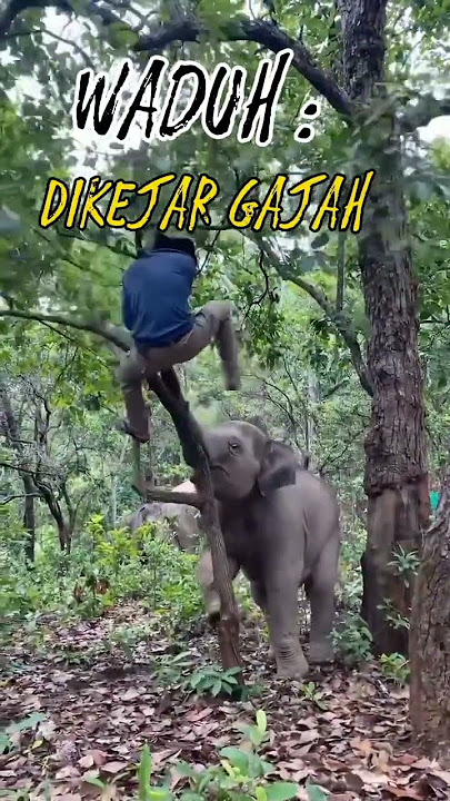 WADUH : Dikejar Gajah #yearofyou #duniahewan