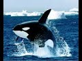 shark vs killer whale