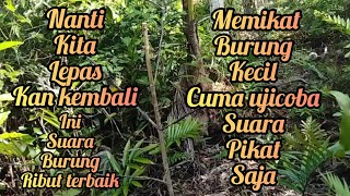 suara pikat MP3burung ribut Anti Zong saya coba langsung dapat 2 ekor sekaligus burung kecil