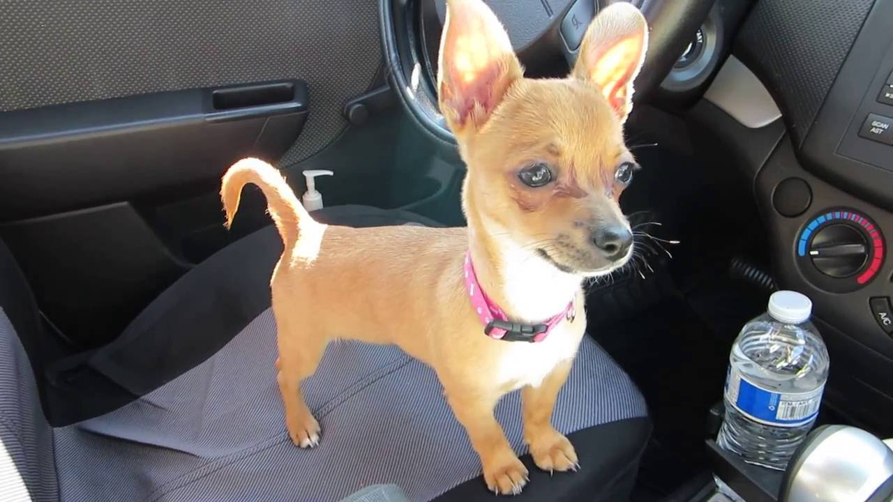 chihuahua dog mixed with terrier