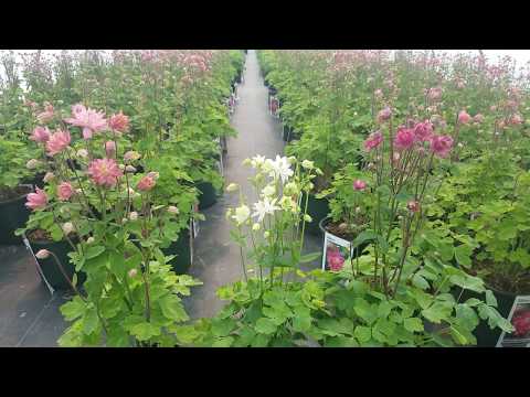 Video: Graceful Aquilegia Bushes. Acquaintance