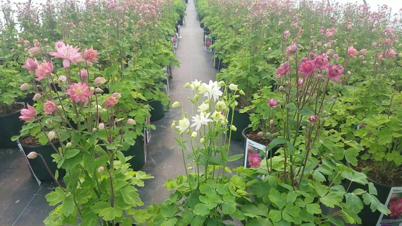 Aquilegia Clementine™ Varieties (Columbine) // 3 AWESOME selections of Old fashioned favorites