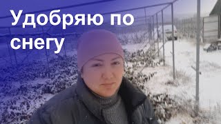 Внесение удобрений под малину и ежевику зимой