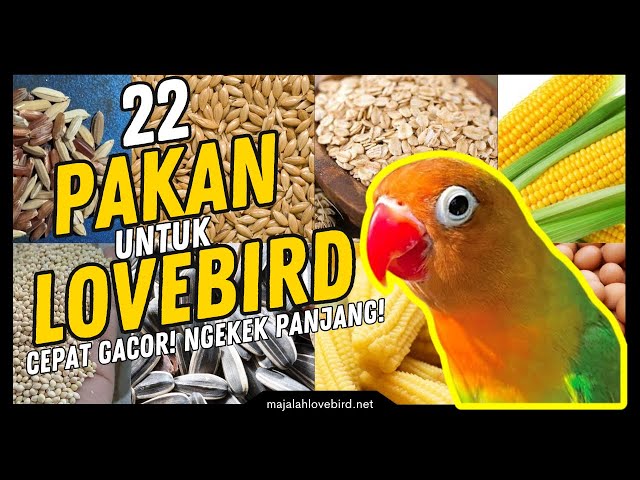 22 Jenis Pakan Burung LOVEBIRD Biar KONSLET dan NGEKEK PANJANG class=