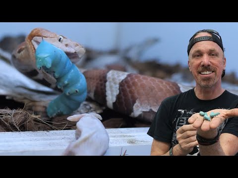 Feeding a Giant Fat Worm To My Venomous Snake