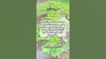 سورة المائدة ٣٠ -٣١ #قرآن #قرآن_كريم #قران #اكسبلور #quran #قران_كريم #قرأن
