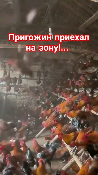 Пригожин на зоне - YouTube