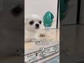 When You Re Being Licked Your Beard Tickles рџ Ј Chihuahua Common Life With A Dog When You Re Being Licked Your Beard Tickles рџ Ј Chihuahua Common Life With A Dog