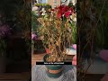 Revive Dead Plants in 2 Days with Rice, Baking Soda &amp; Vinegar 🌿💧||#gardening #flowers #shorts