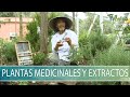 Plantas medicinales y extractos  tvagro por juan gonzalo angel restrepo