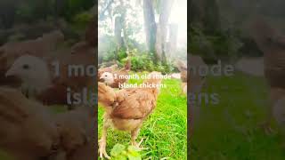 Famous #backyardchickens #freerangechickens#rhodeislandredchicken Wealth