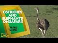 Wildlife and Animal Behavior Assessment