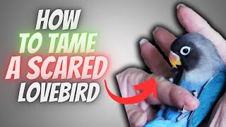 How to Tame a SCARED Lovebird