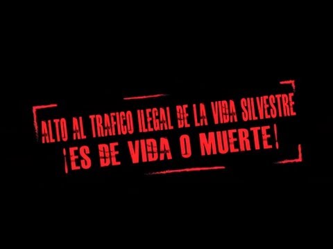 Vídeo: Cómo NO Actuar Alrededor De La Vida Silvestre - Matador Network