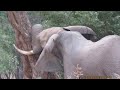От сильной боли слон бился головой об деревья. Причина его страданий была ужасна