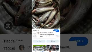 Eta Pabda Fish