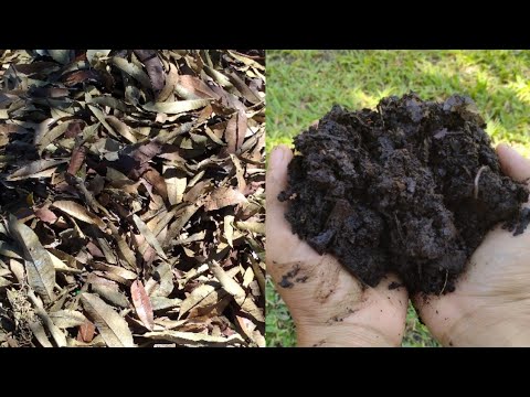 Video: Composting Dahon - Paano Mag-compost ng Dahon