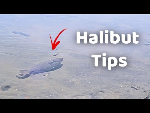 Halibut tips  Drop Shot Rig (EXPLAINED) 