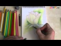 Мастер класс по рисованию розы акварельными карандашами