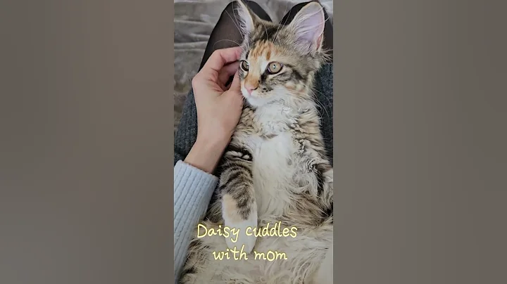 Watch the video about Kitten cuddles with mom #cat #kitten #maine #catlover #amor #cute