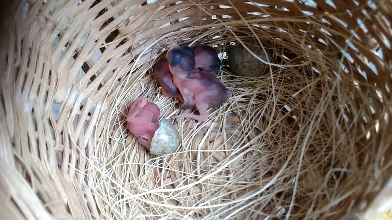 Anak Burung Ciblek Baru Menetas Jft Breeding Youtube