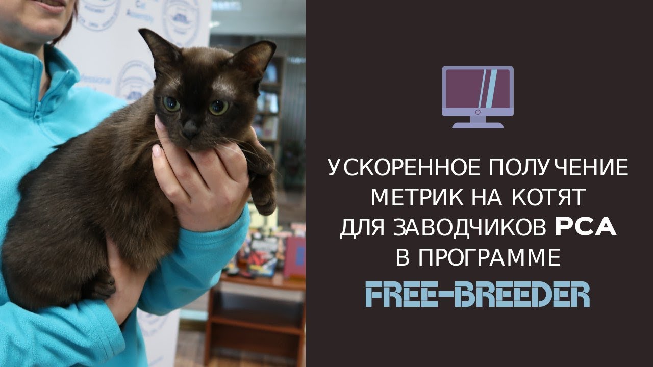 кошки породы Ускоренное получение метрик на котят в программе PCA FREE-BREEDER