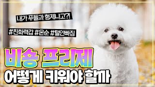 [품종특집] 비숑을 알아보자