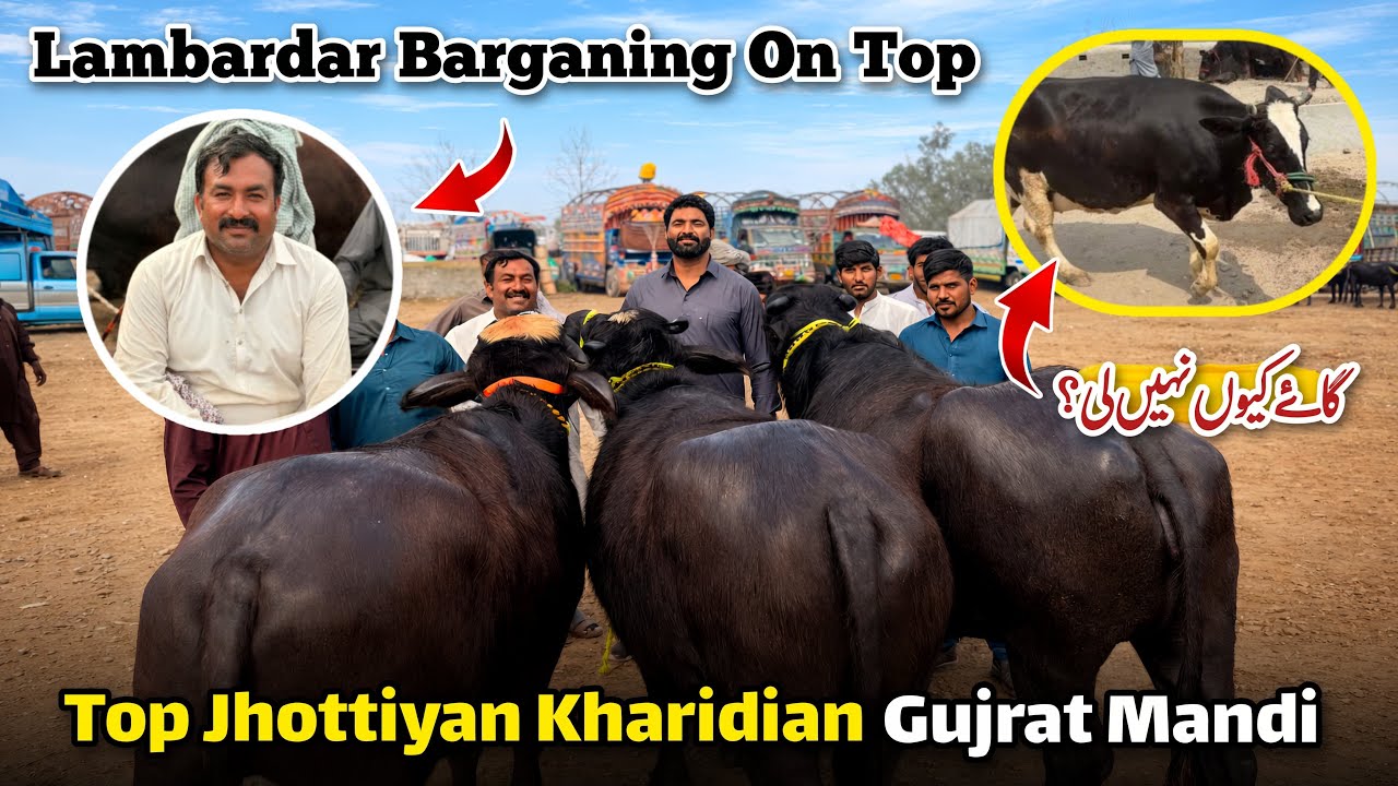 Top Jhottiyan Gujrat Mandi Ton | Lambardar Barganing On Top | Dhillon Dairy Farm