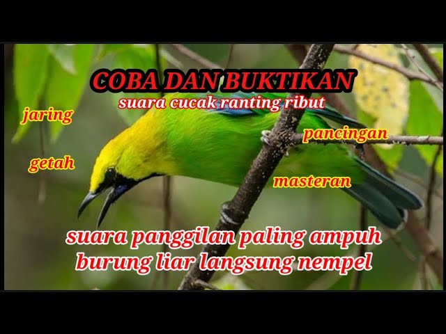 Suara cucak ranting ribut paling ampuh mendatangkan burung liar class=