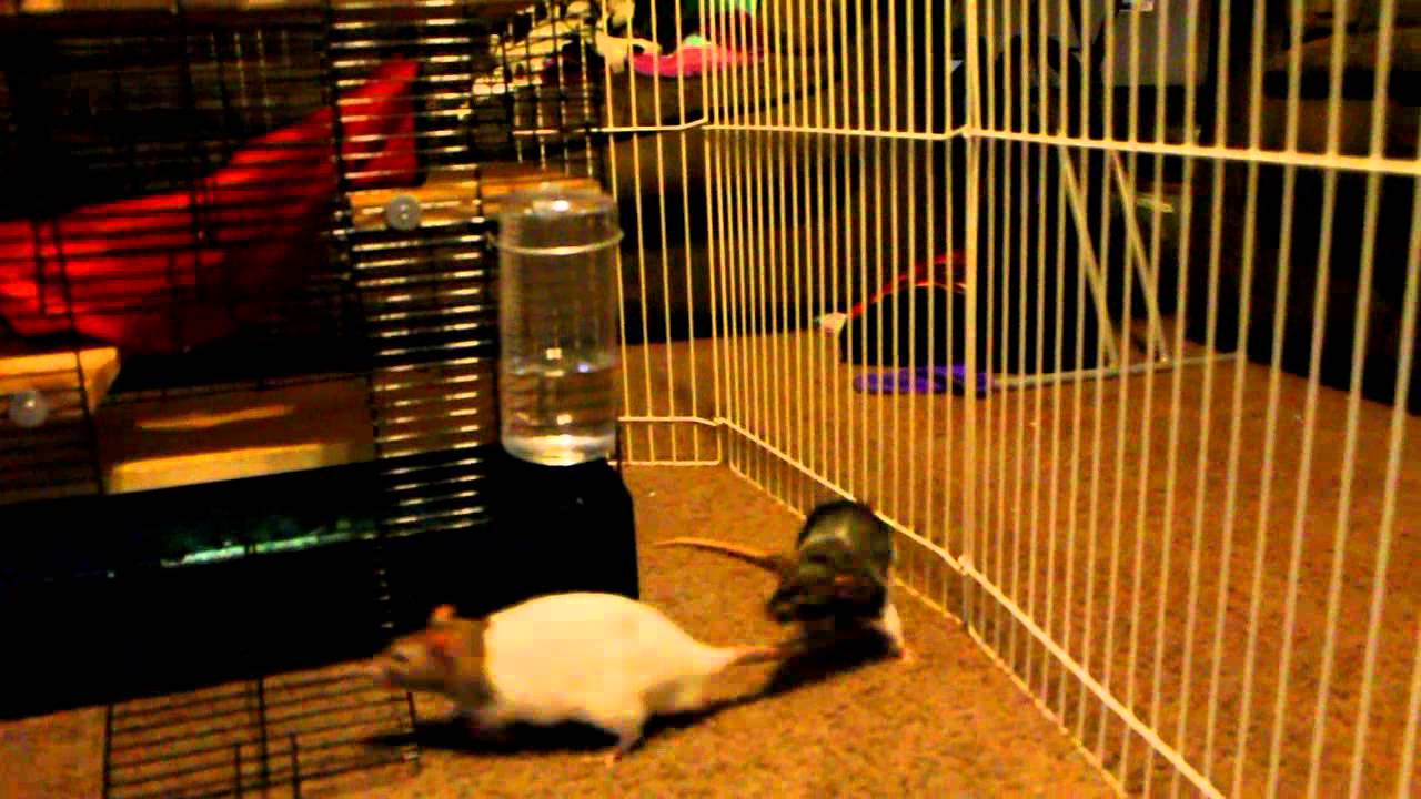 foundation medicine Allies Animal Intel Pet Rats