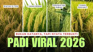 Padi Unggul Viral 2026 #padiunggul #padiviral #padi2026 #varietaspadi