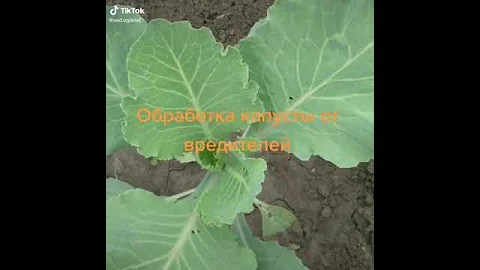 Обработка капусты от вредителей