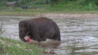 Baby elephant 'rescues' man who saved her