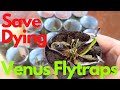 Buying Half Dead Venus Flytraps From Walmart/Lowes