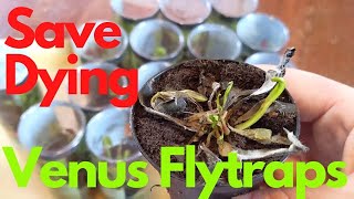 Rescue Mission: Saving Dying Venus Flytraps from Walmart
