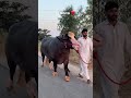 a beautiful ❤️ majestic black & white bull 🐂🐂#farming #trending #qurbanvlogs