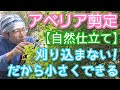 【アベリアの剪定】小さくできて自然風に仕上がる方法(2026年5月)✂️🍃