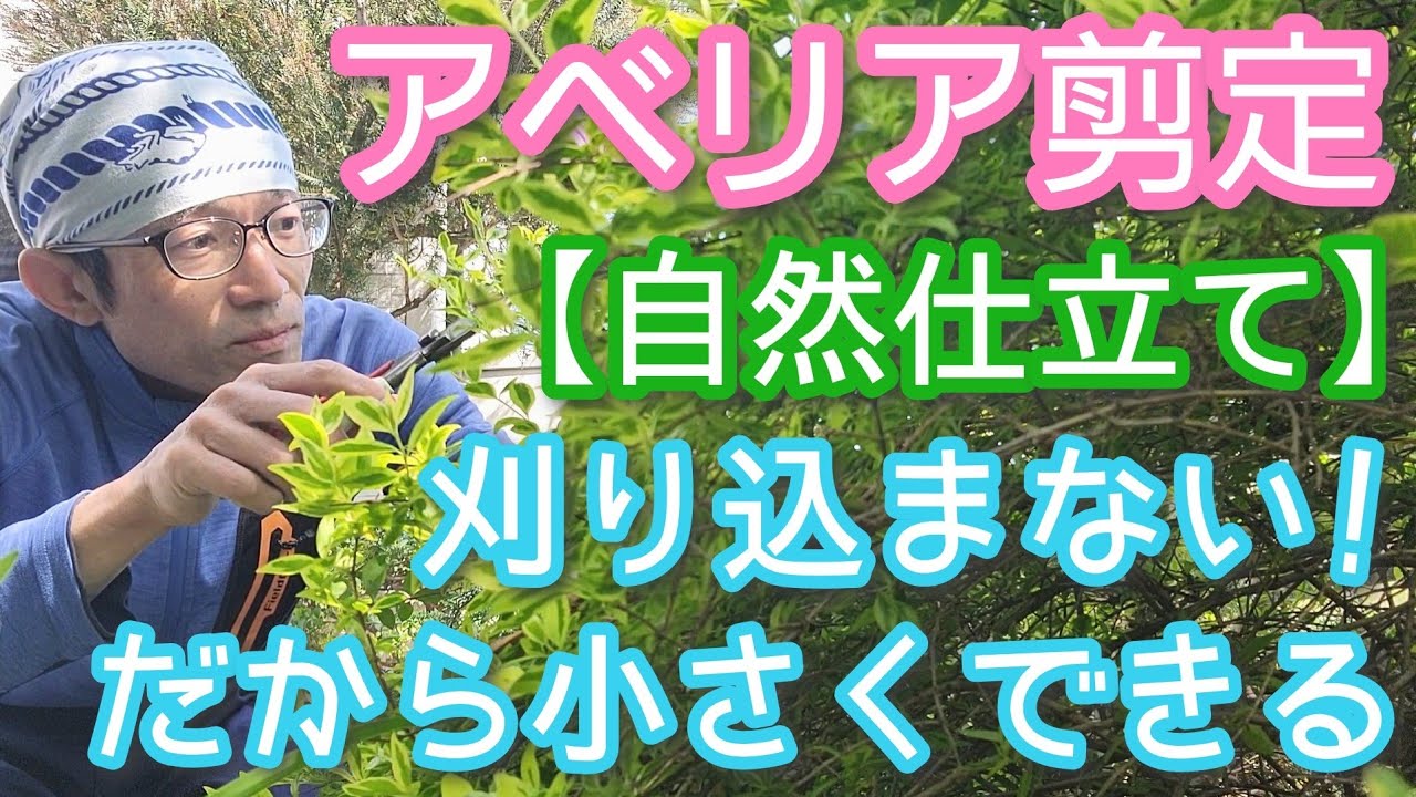 【アベリアの剪定】小さくできて自然風に仕上がる方法(2026年5月)✂️🍃