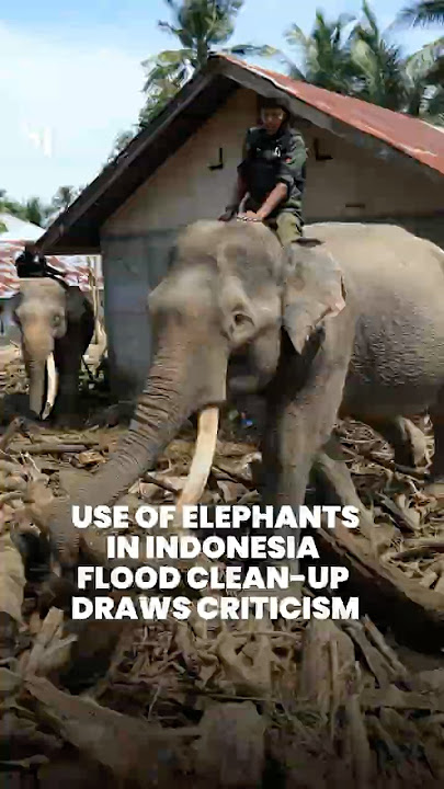 Use of elephants in Indonesia flood clean-up draws criticism