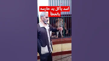اسد يأكل يد حارسه بالخطأ 